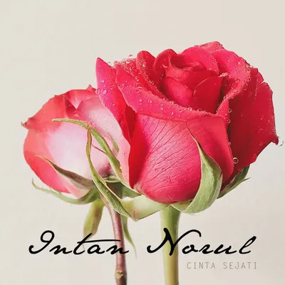Intan Norul
